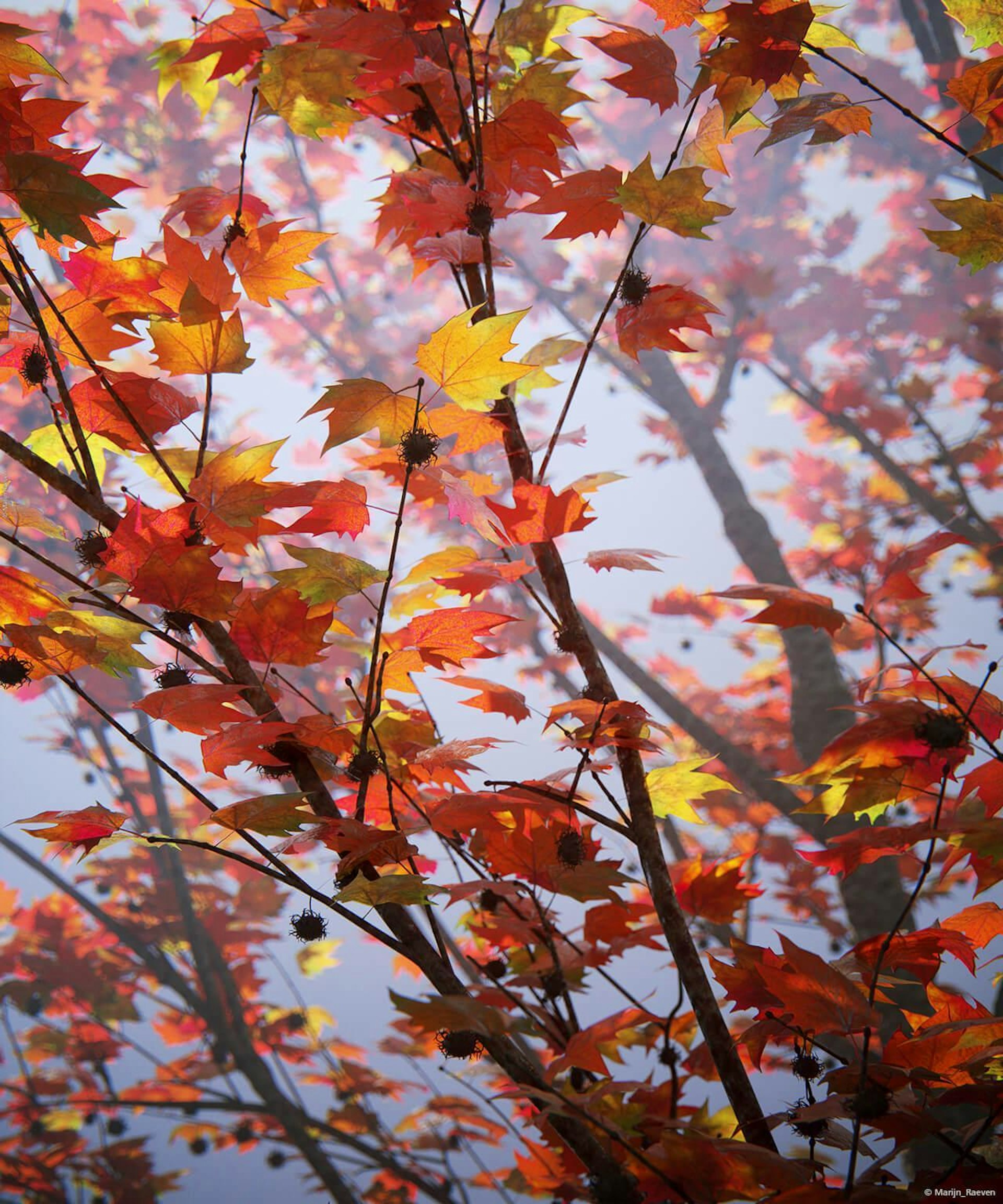 Csm autumn leaves Marijn Raeven post 3a5db50f5e